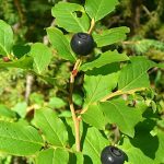 Huckleberry